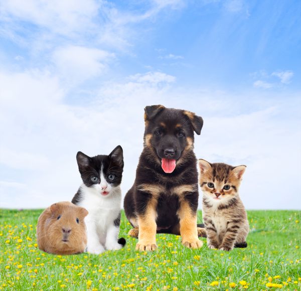 Chicago Pets