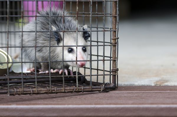 Chicago Wildlife Removal