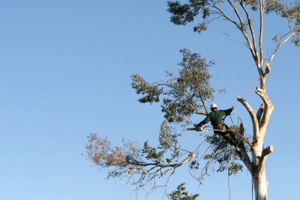 Chicago Tree Trimming