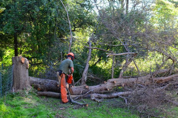 Chicago Tree Removal