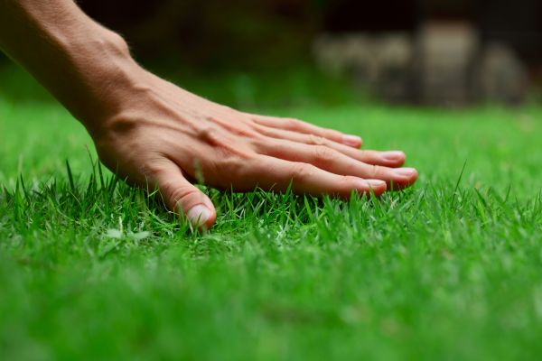 Chicago Lawn Treatment